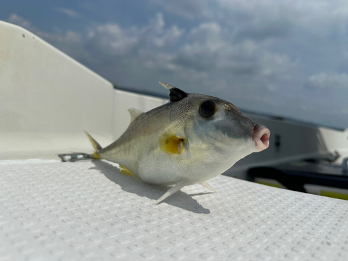 ギマの釣果