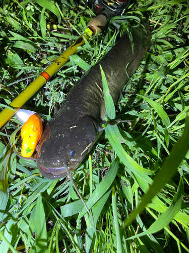 ナマズの釣果