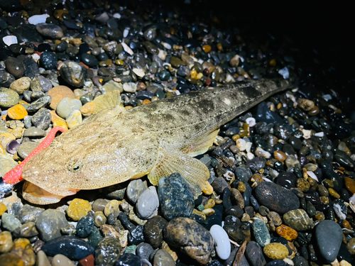 マゴチの釣果