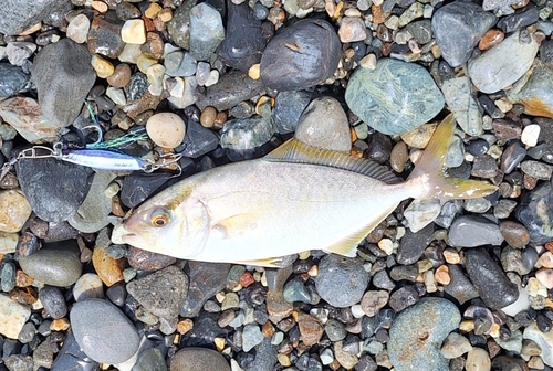 ショゴの釣果