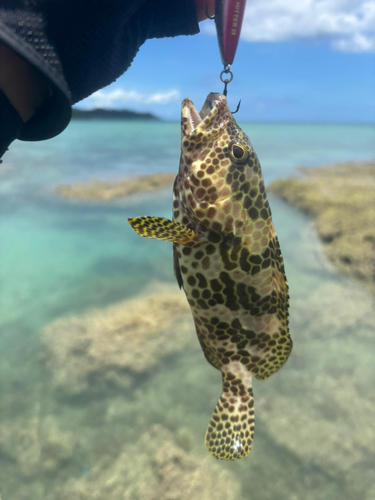 イシミーバイの釣果