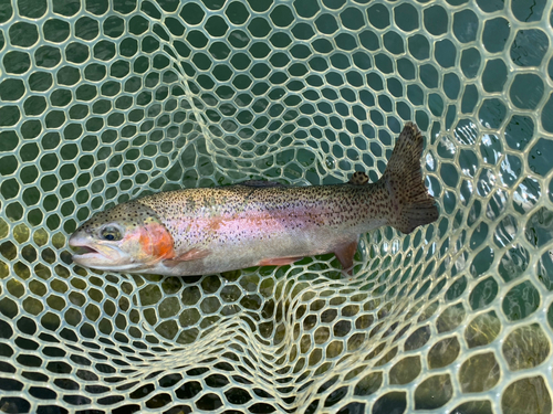 ニジマスの釣果