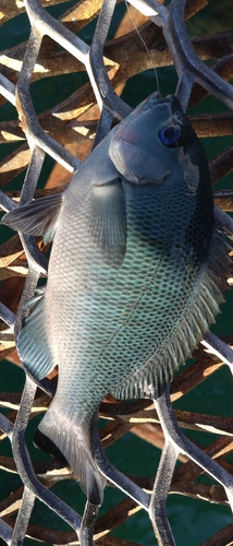 クチブトグレの釣果