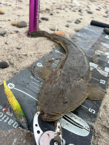 マゴチの釣果