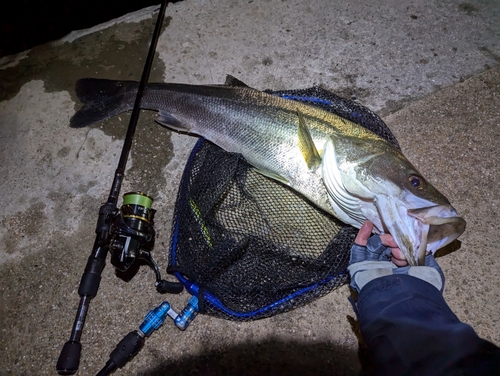 スズキの釣果