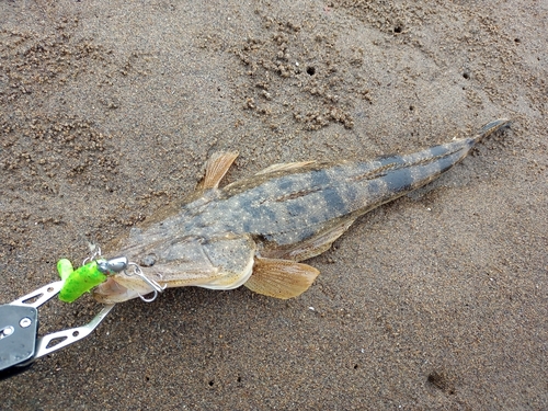 マゴチの釣果