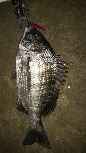 クロダイの釣果