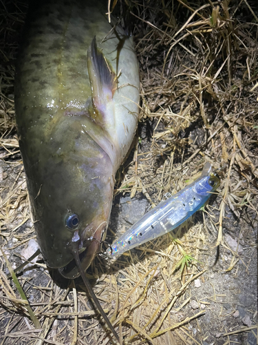 ナマズの釣果