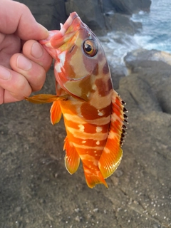 アカハタの釣果