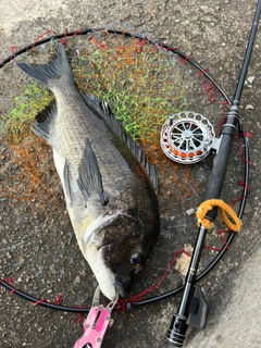 チヌの釣果