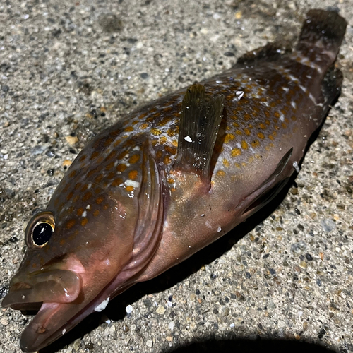 キジハタの釣果