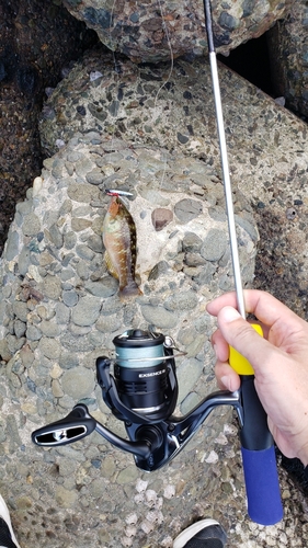 ホシササノハベラの釣果