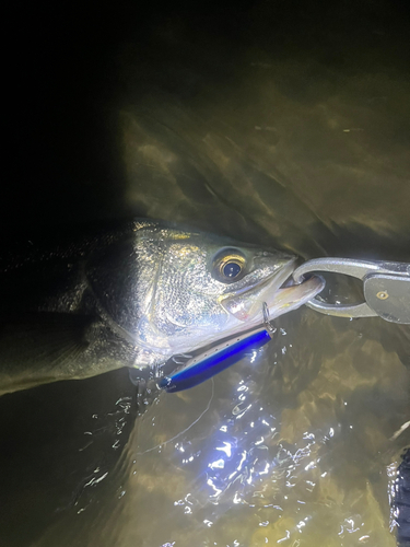 スズキの釣果