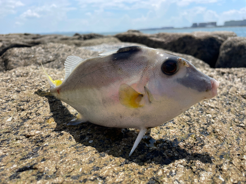 ギマの釣果