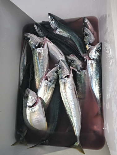 ムロアジの釣果