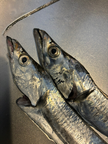 タチウオの釣果