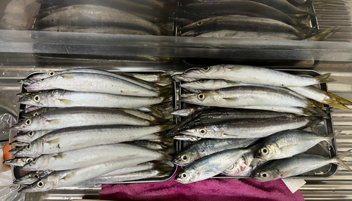 カマスの釣果