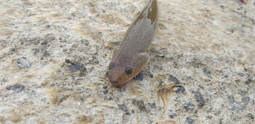 エソの釣果