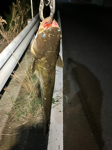 マナマズの釣果