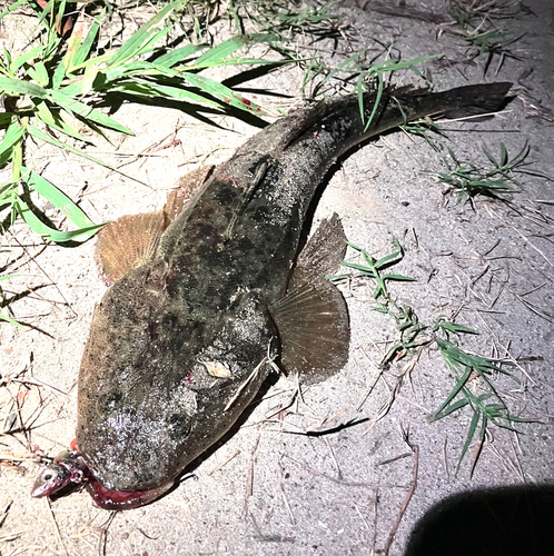 マゴチの釣果