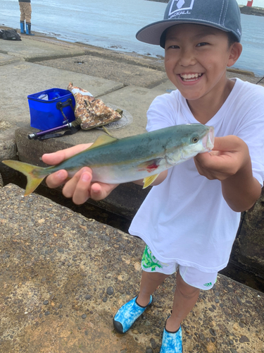 イナダの釣果