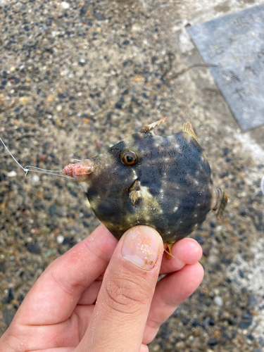 カワハギの釣果