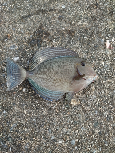 トカジャーの釣果