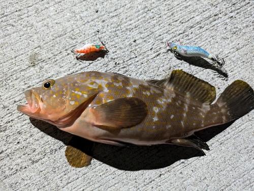 アコウの釣果