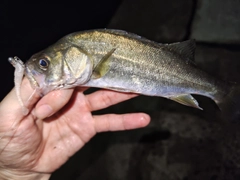 セイゴ（マルスズキ）の釣果