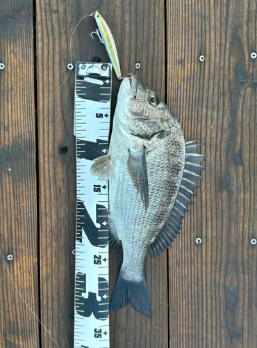 クロダイの釣果