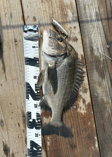 クロダイの釣果