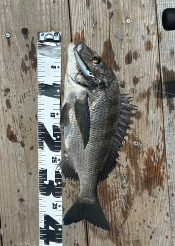 クロダイの釣果