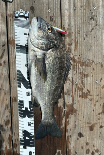 クロダイの釣果