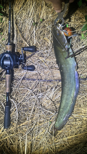 マナマズの釣果