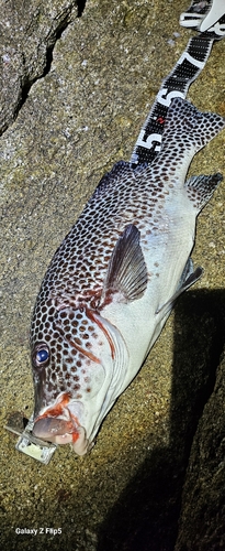 アジアコショウダイの釣果