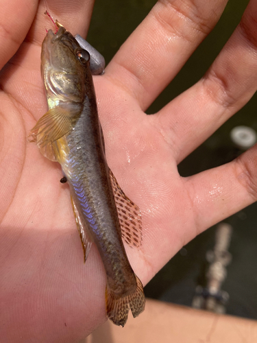 マハゼの釣果