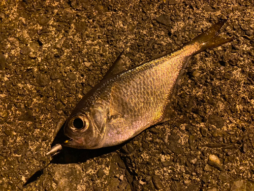 ミナミハタンポの釣果