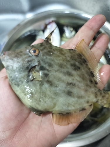 カワハギの釣果