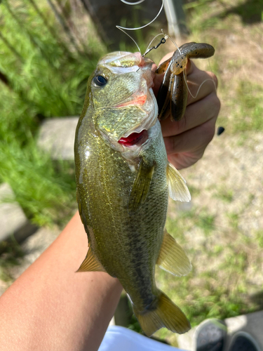 ブラックバスの釣果