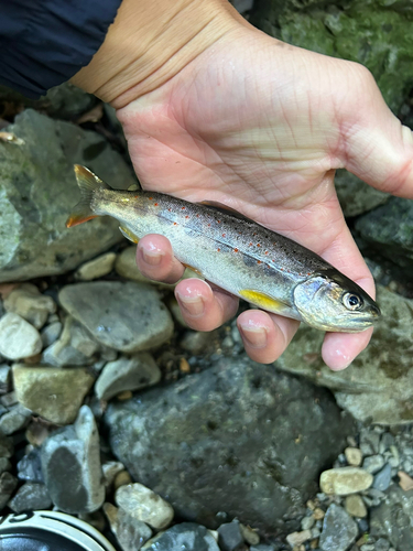 アマゴの釣果