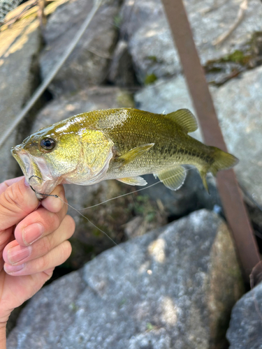 釣果