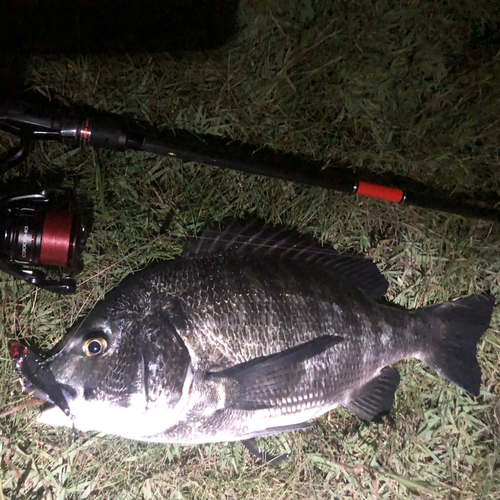 クロダイの釣果