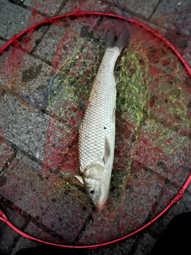 ニゴイの釣果