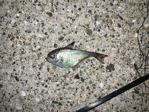 ミナミハタンポの釣果