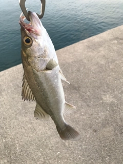 セイゴ（ヒラスズキ）の釣果