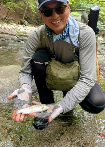 ヤマメの釣果