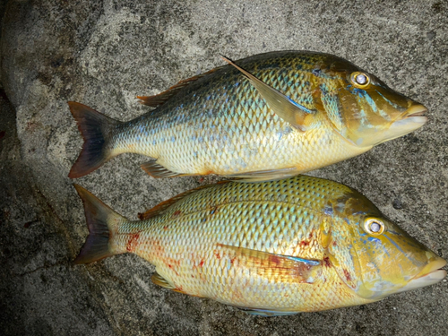 タマンの釣果