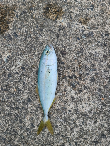 ツバスの釣果