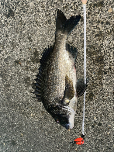 チヌの釣果