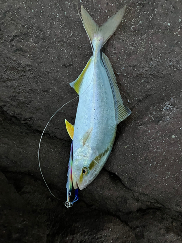 ショゴの釣果